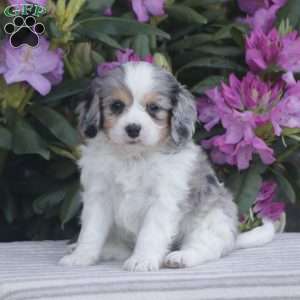 Popper, Cavapoo Puppy